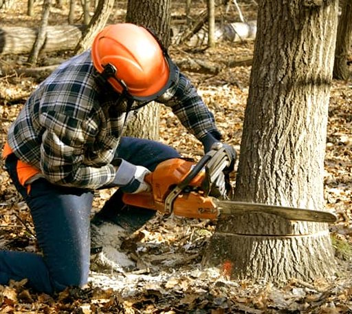 Tree Removal in Helenwood, TN